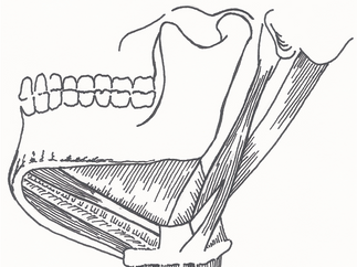 Digastricus lihaksen etuosa kulkee alaleuan kärjestä kohti kieliluuta, jossa se sukeltaa sidekudoksisen tunnelin läpi ja jatkaa matkaansa kohti kallon pohjaa.