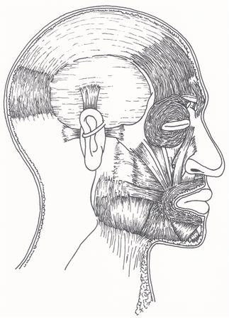 Occipito-frontalis niminen lihas on nimensä mukaisesti kaksiosainen. Frontalis osa paikantuu suoraan otsalle ollen yhteydessä silmiä ympäröivään lihaksistoon. Occipitalis paikantuu takaraivon alueelle. Näitä kahta lihasta yhdistää sidekudoksinen kalvo, jonka vuoksi ne linkitetään yhteen. Takaraivolle paikantuva occipitalis saattaa äityessään vaikeuttaa selkämakuulla pötköttelyä, koska takaraivo ärtyy hennostakin paineesta.
